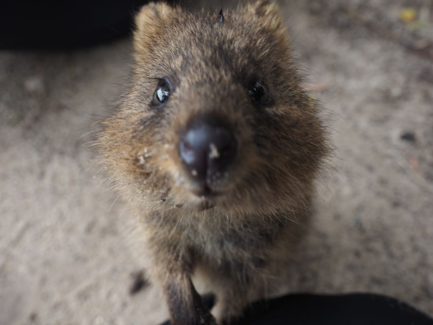 Discover The Quokkas, Among The Cutest Creatures On Earth Discover The Quokkas, Among The Cutest Creatures On Earth