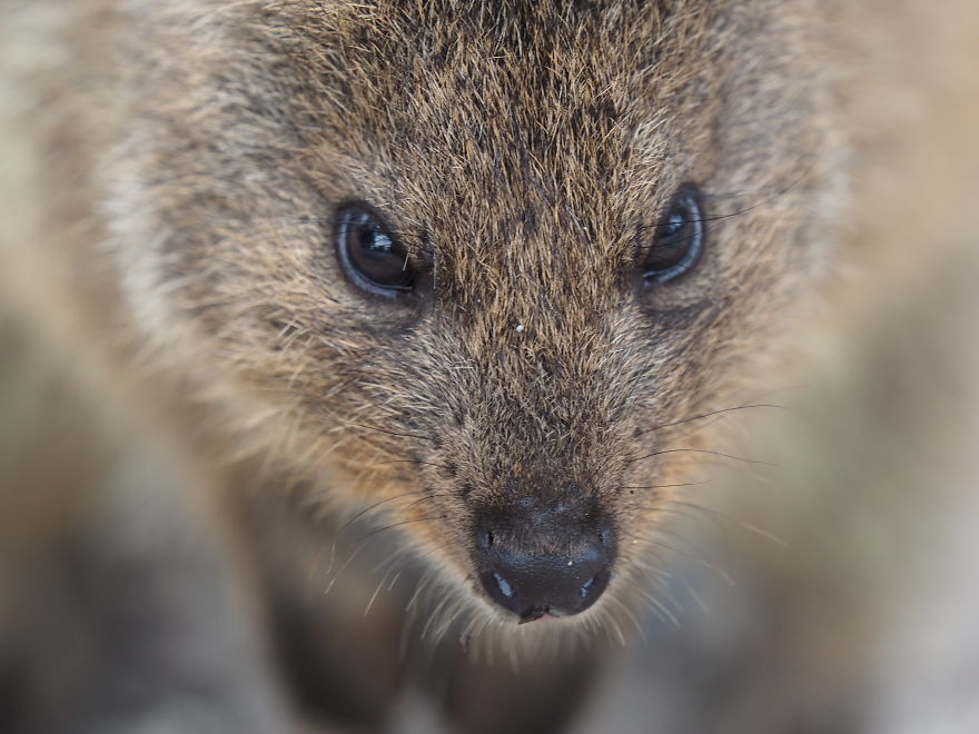 Discover The Quokkas, Among The Cutest Creatures On Earth Discover The Quokkas, Among The Cutest Creatures On Earth