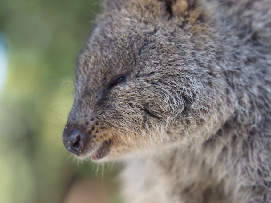 Discover The Quokkas, Among The Cutest Creatures On Earth