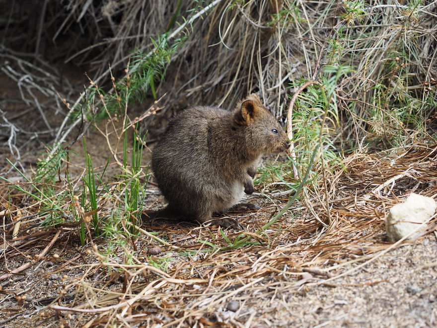 Discover The Quokkas, Among The Cutest Creatures On Earth Discover The Quokkas, Among The Cutest Creatures On Earth