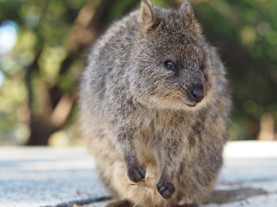 Discover The Quokkas, Among The Cutest Creatures On Earth