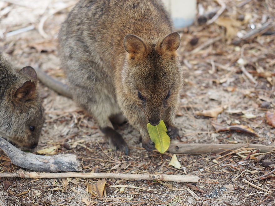 Discover The Quokkas, Among The Cutest Creatures On Earth