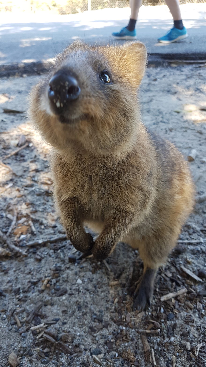 Discover The Quokkas, Among The Cutest Creatures On Earth Discover The Quokkas, Among The Cutest Creatures On Earth