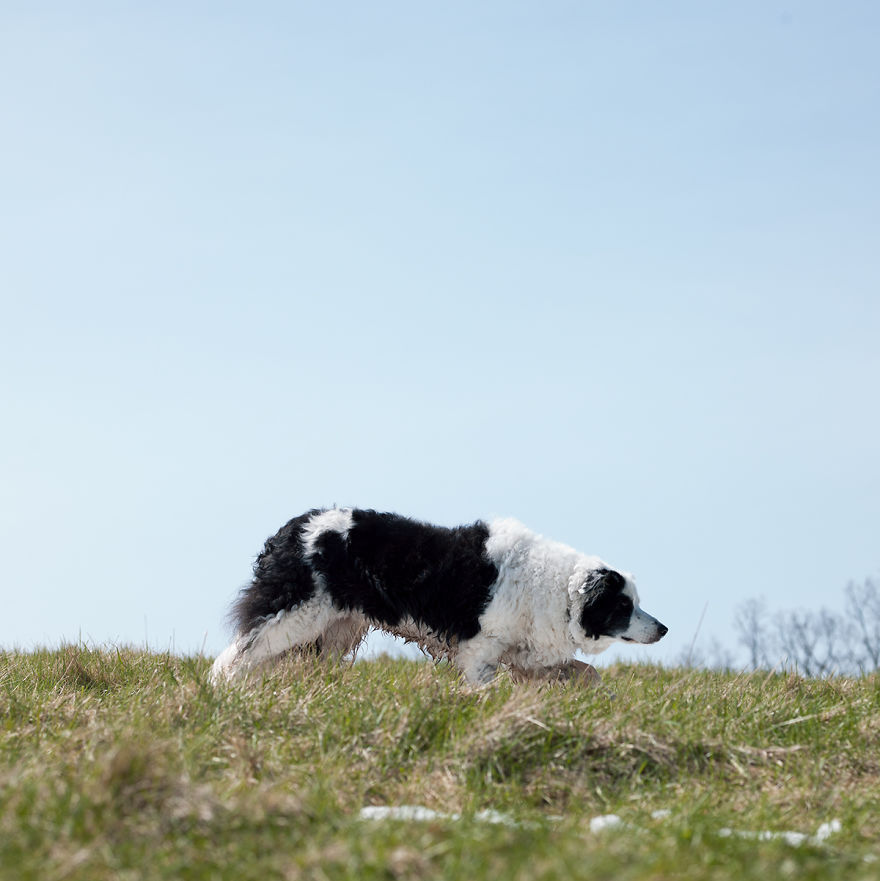 Dogs Romping And Enjoying Spring!