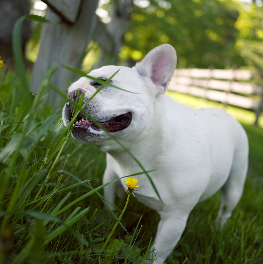 Dogs Romping And Enjoying Spring!