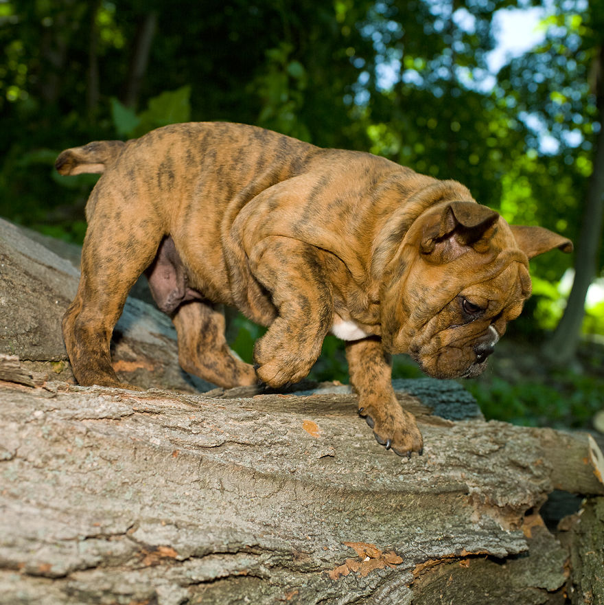 Dogs Romping And Enjoying Spring!