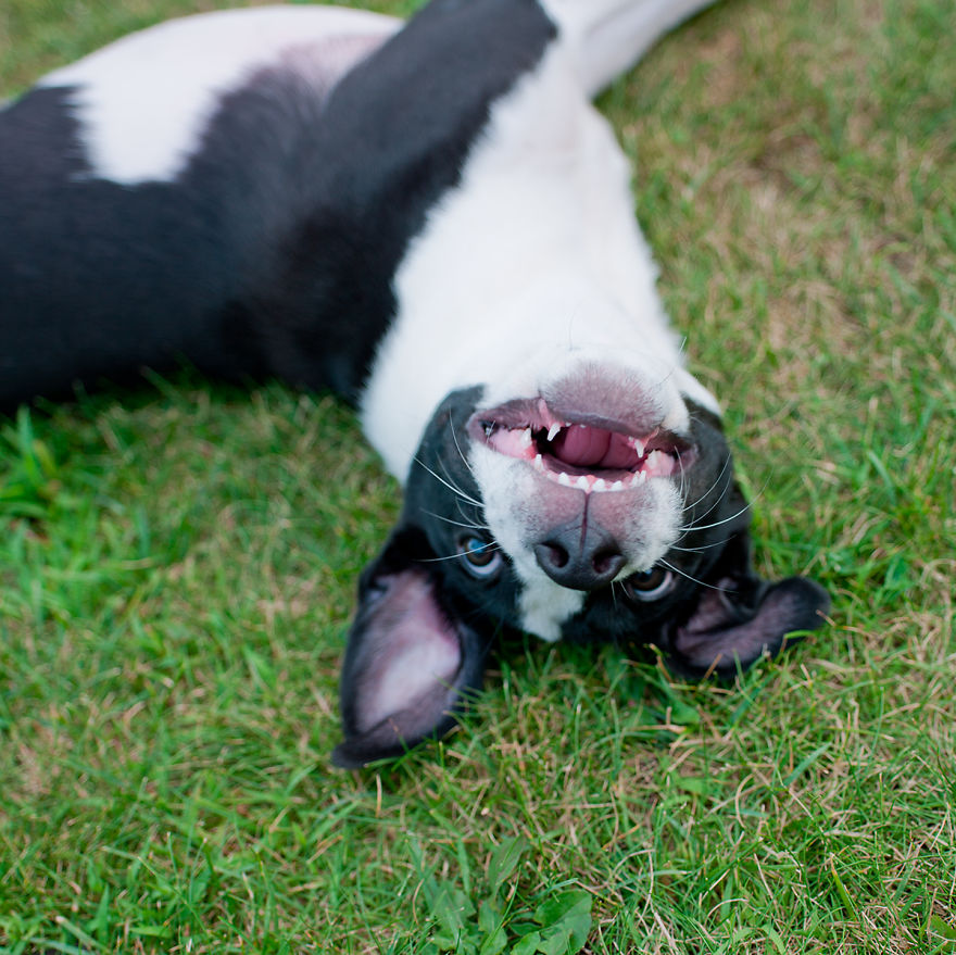 Dogs Romping And Enjoying Spring!