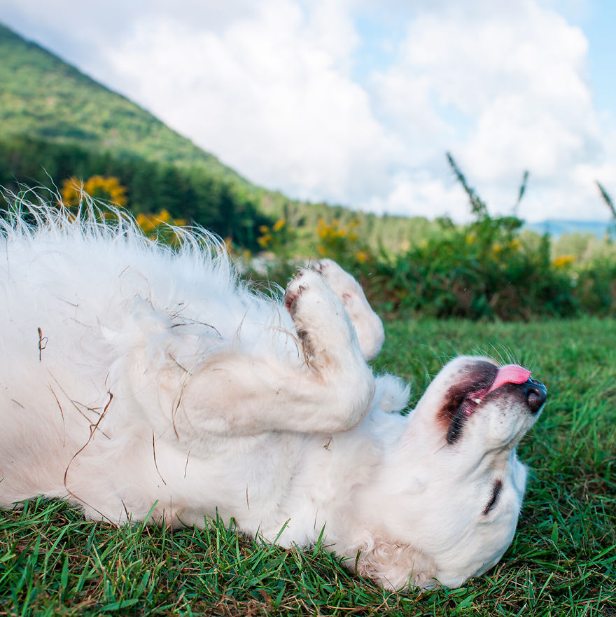 Dogs Romping And Enjoying Spring!