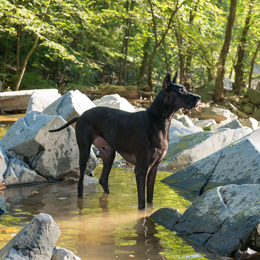 Dogs Romping And Enjoying Spring!