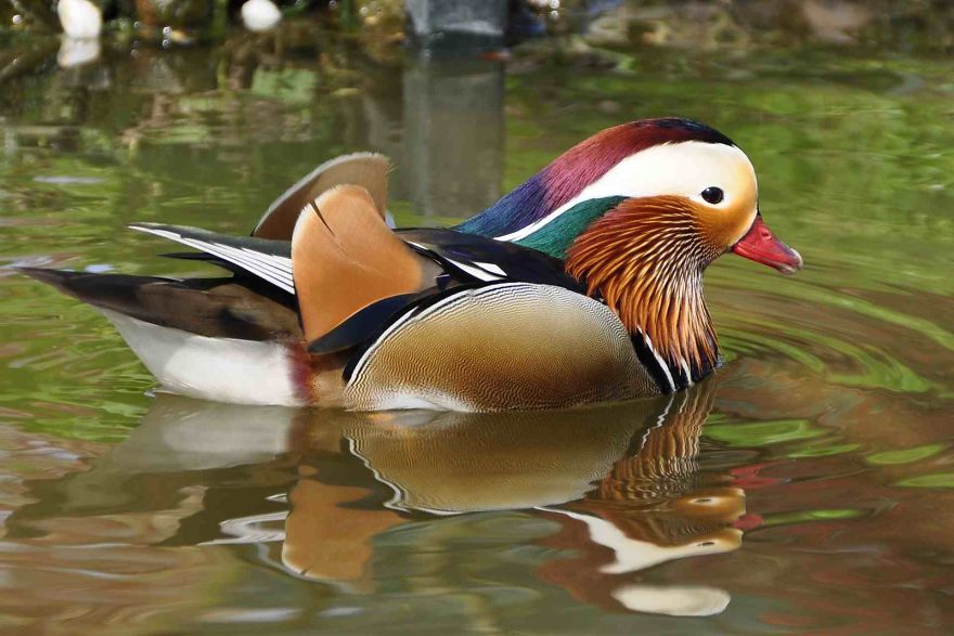 Beautiful Duck