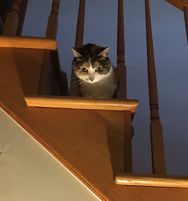 Why Does My Cat Look Like She's Plotting To Kill Me