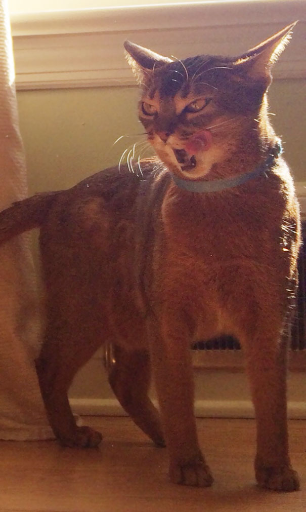 Im Convinced My Fiancé's Cat Is Pure Evil, This Picture Proves It