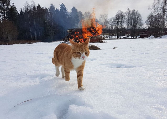 20 Fotos que demuestran que los gatos son el realidad demonios
