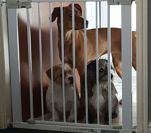 My Doggies Waiting To Meet Their New Foster Sister For The First Time