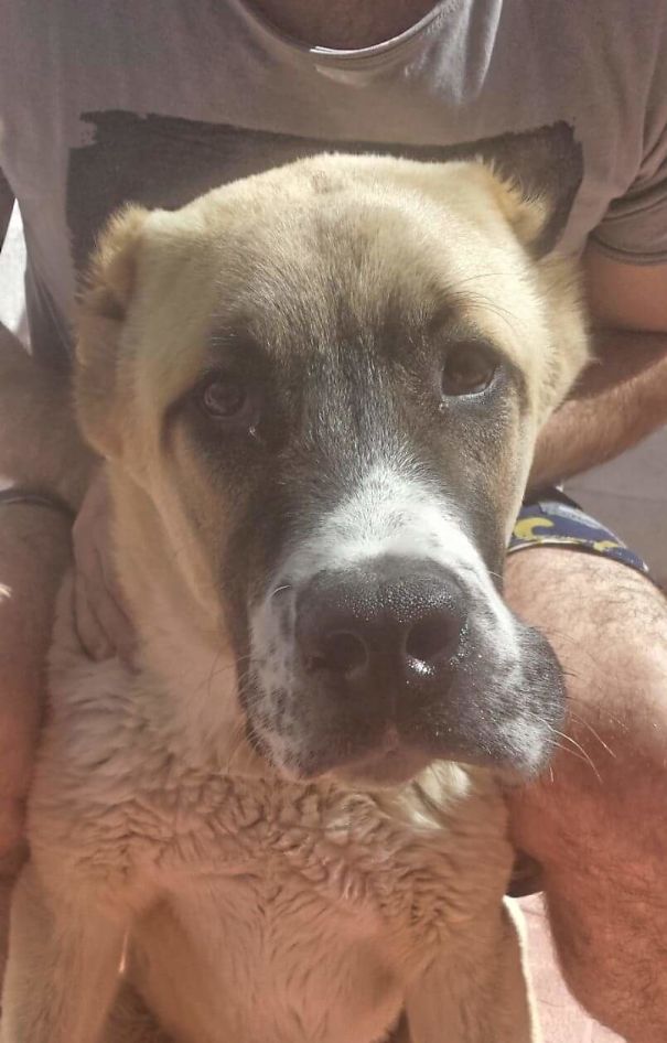 First Time Defeated By A Bee....