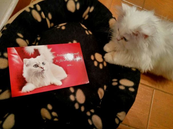 First Time Puf Receives A Love Letter :)))