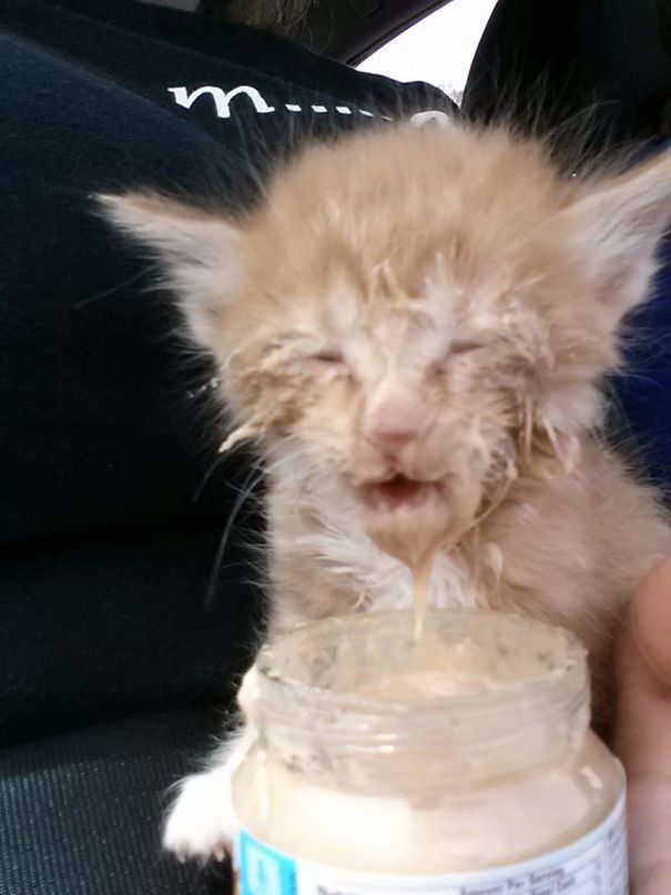 My Kitten's First Taste Of Baby Food.