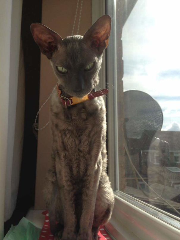 World Domination In Progress...