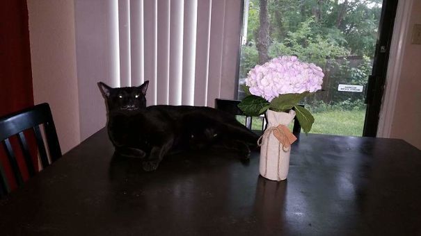 Caught Aleister Growley Shape-shifting Back Into A Cat One Morning.