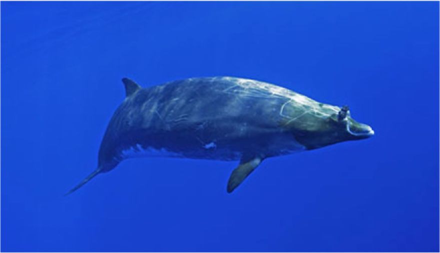 First Underwater Video Of Rare Beaked Whales
