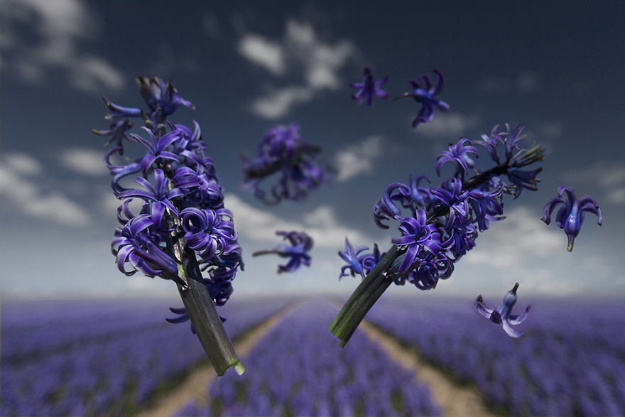 My Gravity-Defying Flower Power Series My Gravity-Defying Flower Power Series