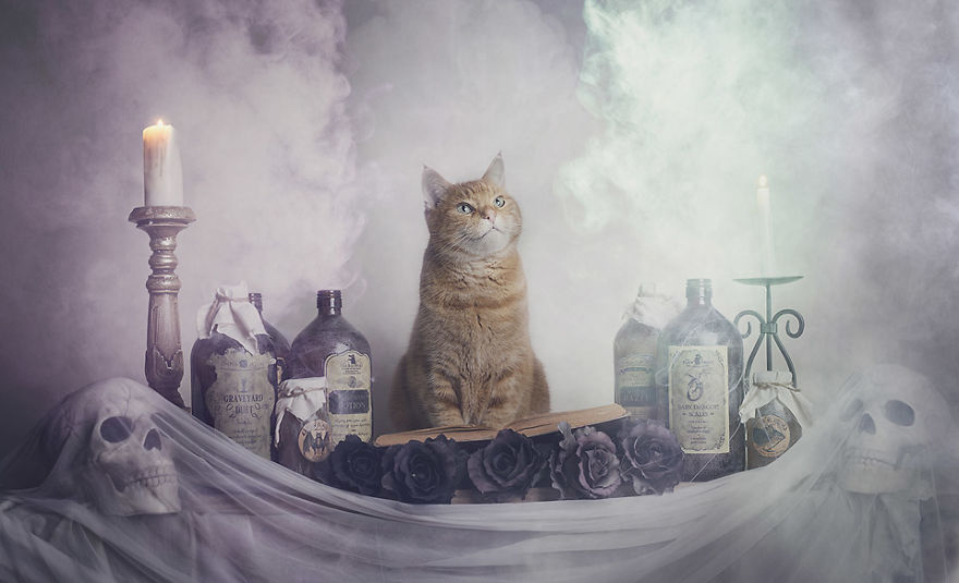 I Made A Career Out Of Annoying Cats