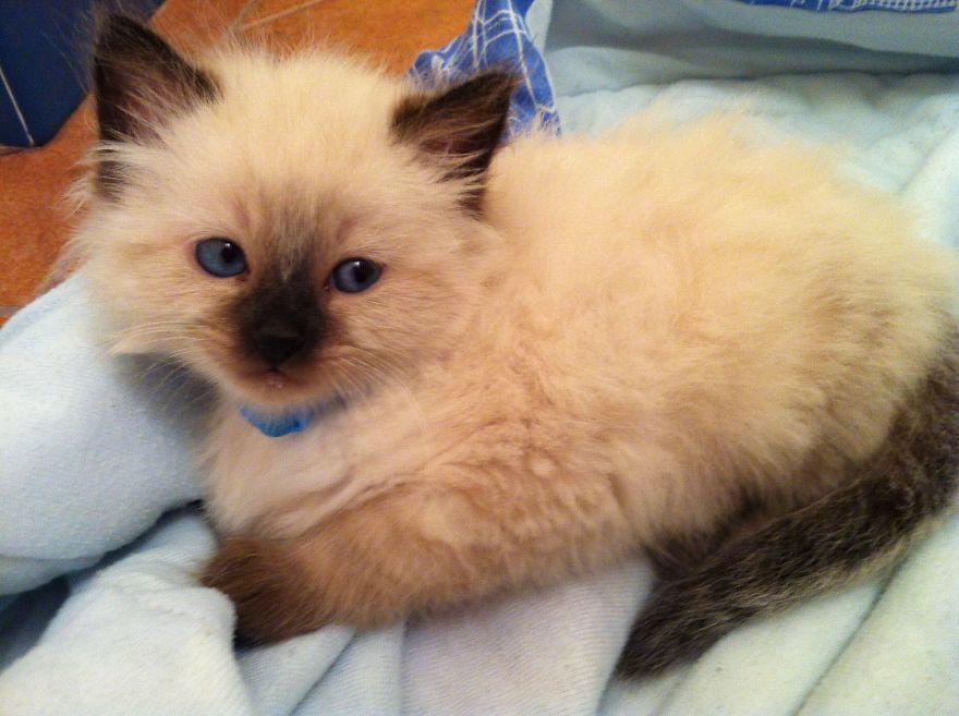 How I Grieved For My Twice-Dead Cat How I Grieved For My Twice-Dead Cat