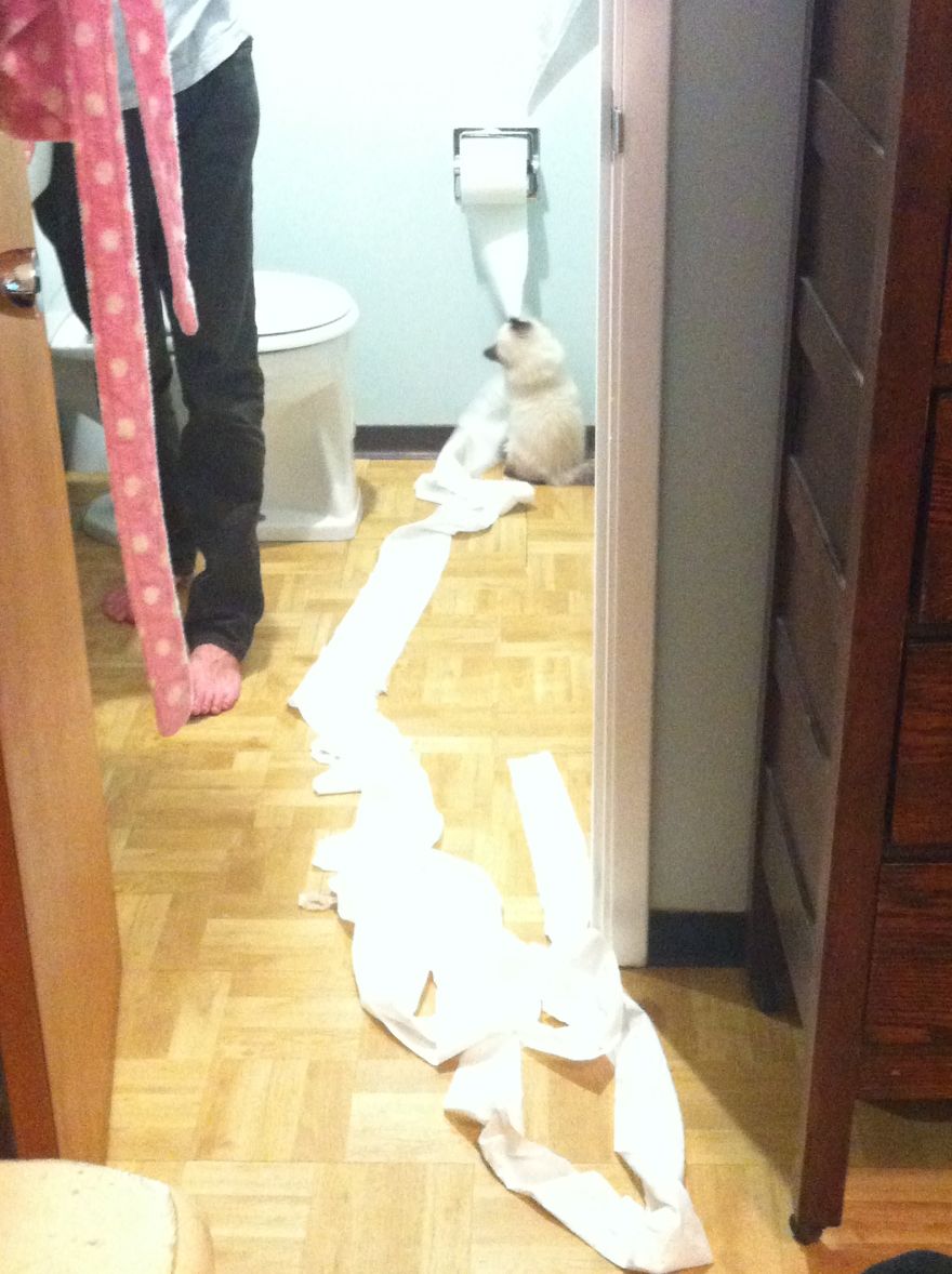 How I Grieved For My Twice-Dead Cat