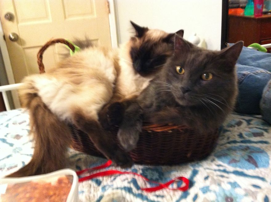 How I Grieved For My Twice-Dead Cat