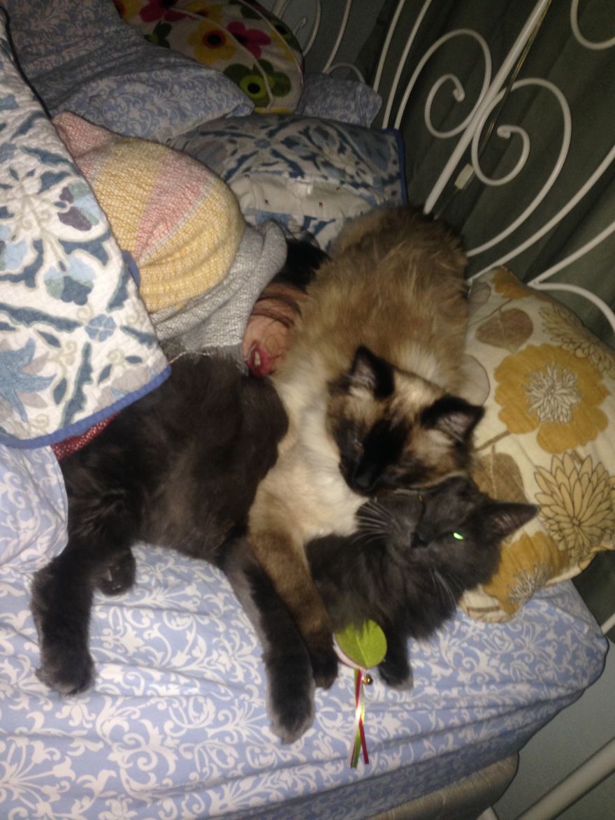 How I Grieved For My Twice-Dead Cat How I Grieved For My Twice-Dead Cat