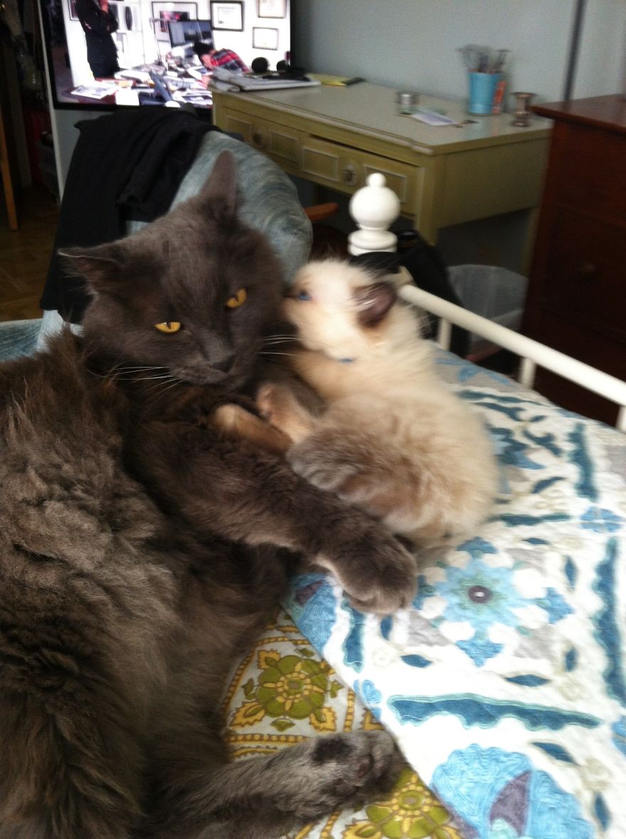 How I Grieved For My Twice-Dead Cat