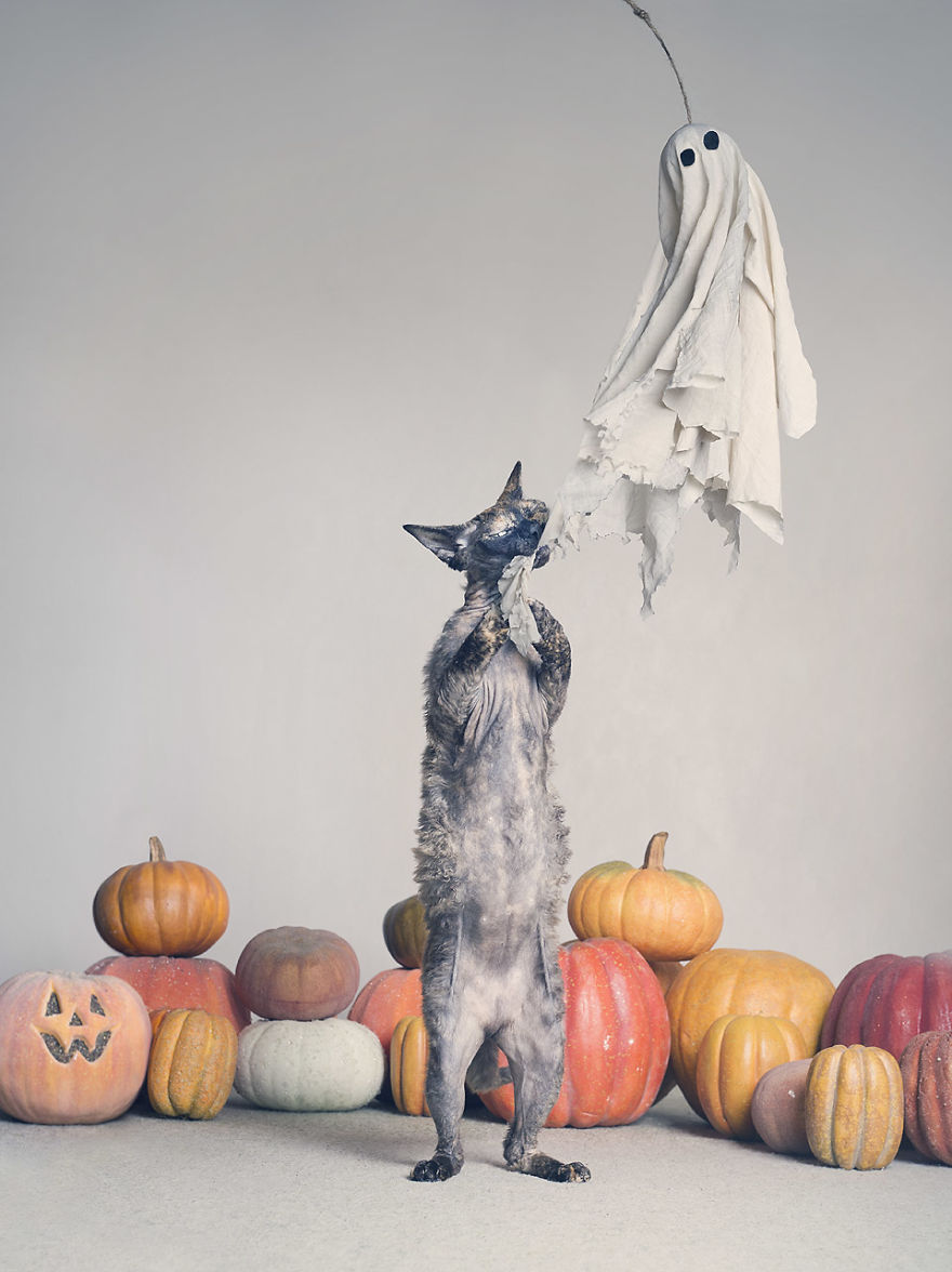 I Made A Career Out Of Annoying Cats