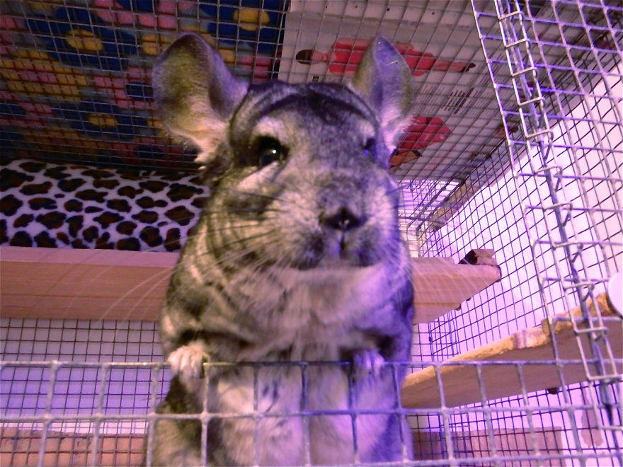 This Chin Was Dumped Next To A Bin. This Chin Was Dumped Next To A Bin.