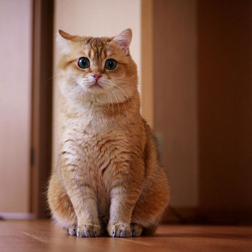 Hosico Cat