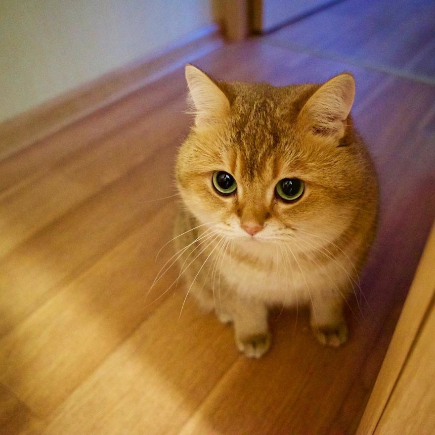 Hosico Cat