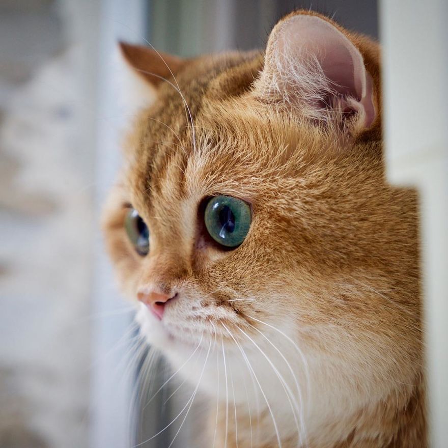 Hosico Cat