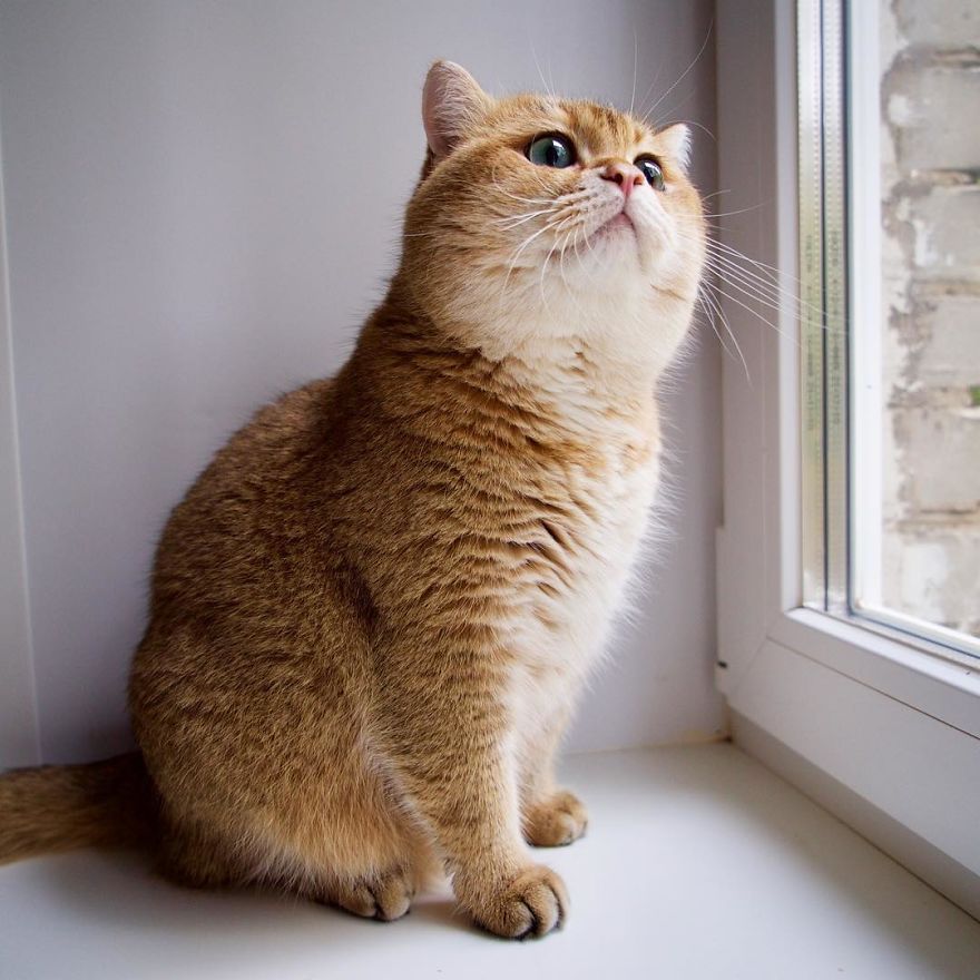 Hosico Cat