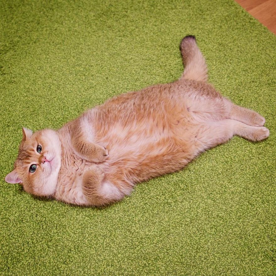 Hosico Cat