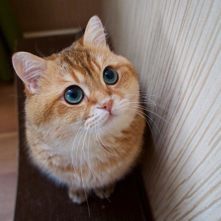 Hosico Cat