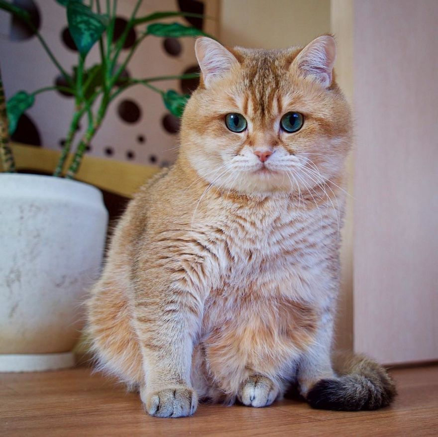 Hosico Cat