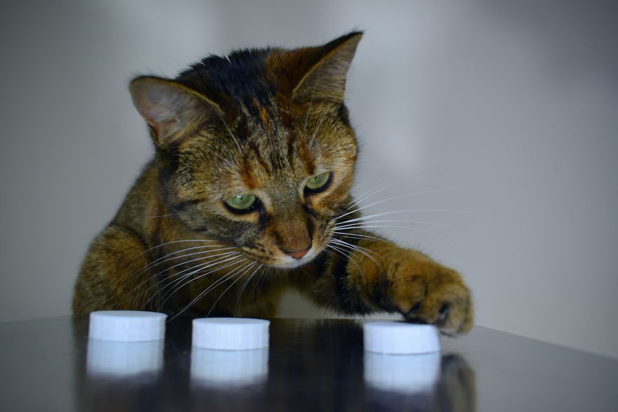 How To Play Shell Game With Your Pet