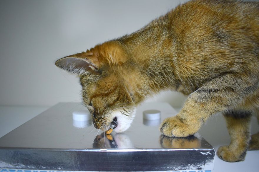 How To Play Shell Game With Your Pet How To Play Shell Game With Your Pet