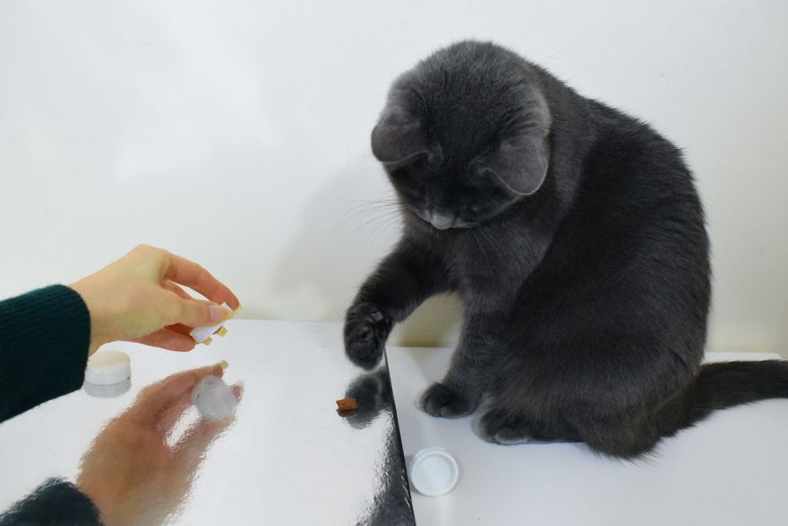 How To Play Shell Game With Your Pet