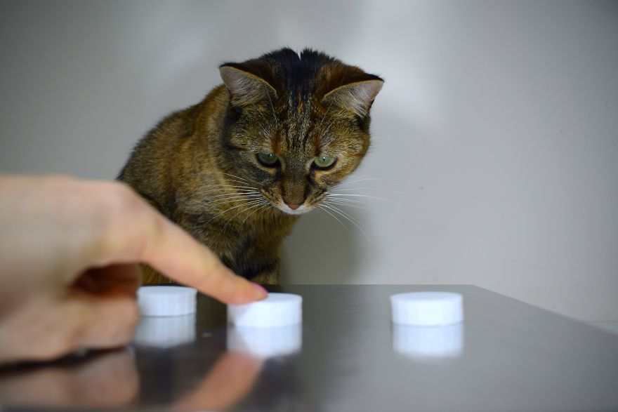 How To Play Shell Game With Your Pet