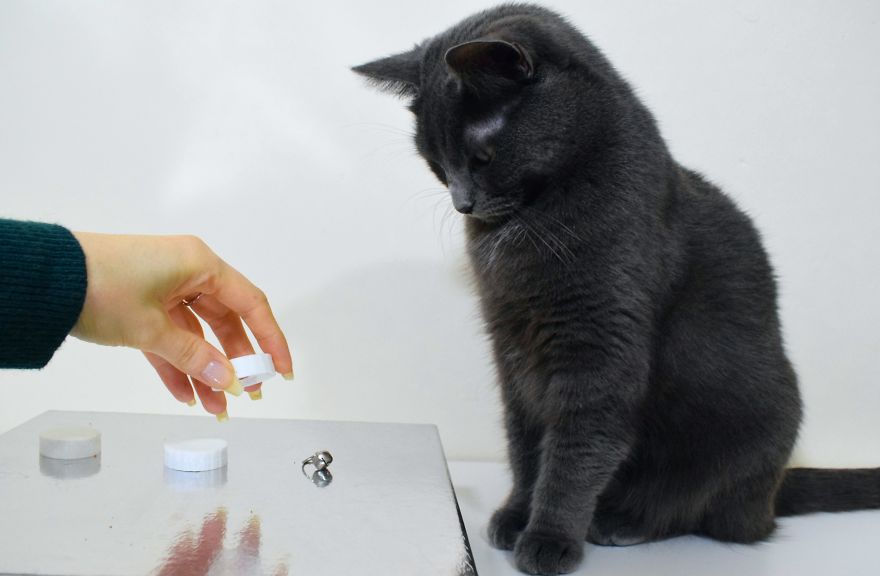 How To Play Shell Game With Your Pet How To Play Shell Game With Your Pet