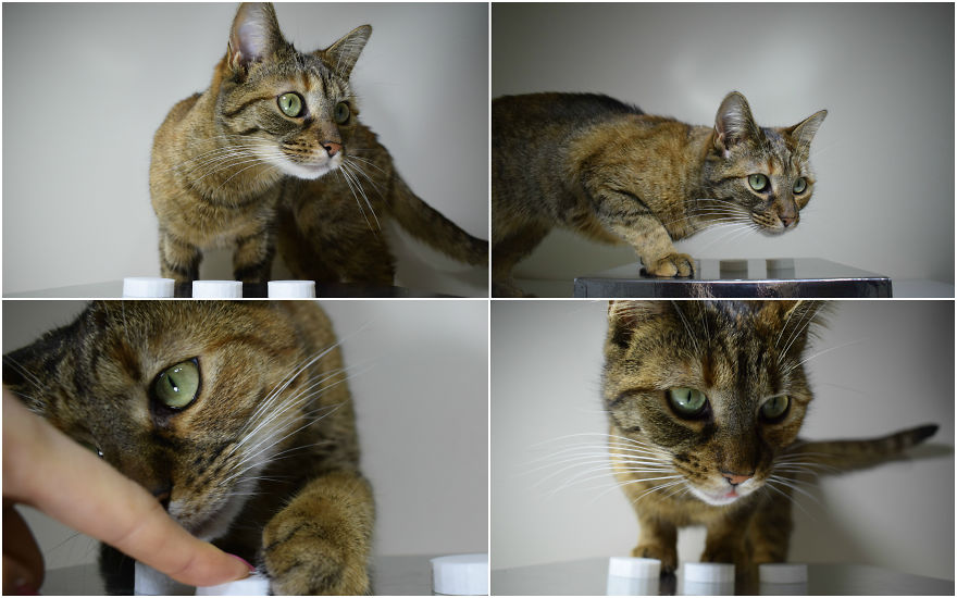 How To Play Shell Game With Your Pet