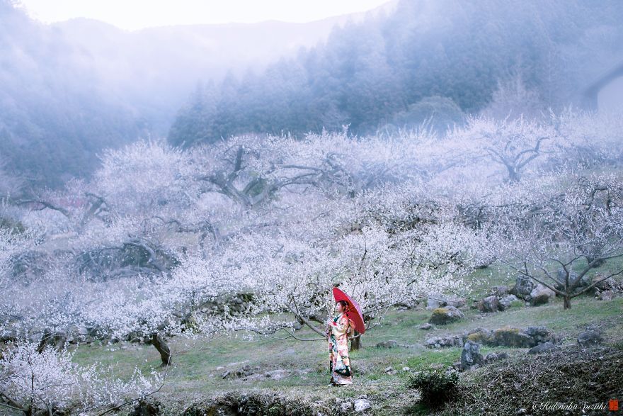 I Captured Plum Trees Blooming In Japan