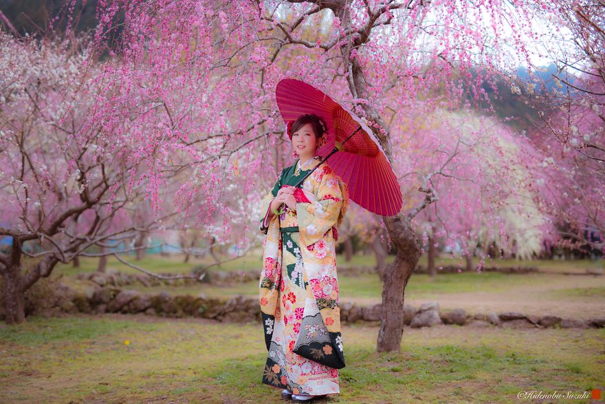 I Captured Plum Trees Blooming In Japan