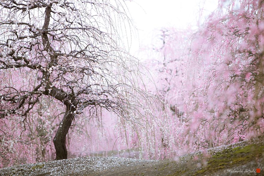 I Captured Plum Trees Blooming In Japan