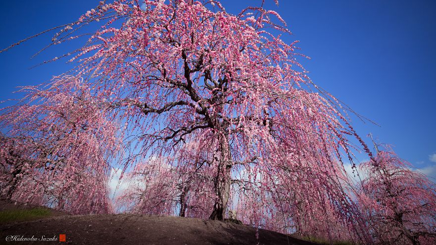 I Captured Plum Trees Blooming In Japan